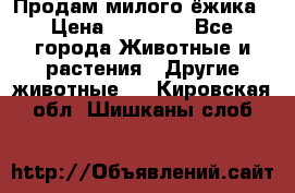 Продам милого ёжика › Цена ­ 10 000 - Все города Животные и растения » Другие животные   . Кировская обл.,Шишканы слоб.